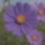 Image Enhancer