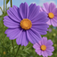 Image Enhancer